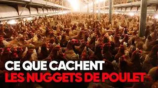NUGGETS : Secrets de fabrication d'une BOMBE ALIMENTAIRE - Reportage Complet - AMP