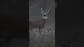 FULL VIDEO on our Channel. 