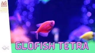 Introducing GLOFISH TETRA: Vibrant Aquarium Beauties! (Gymnocorymbus ternetzi)