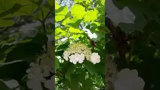 Ой цветет калина! Весна.Природа.Футаж.