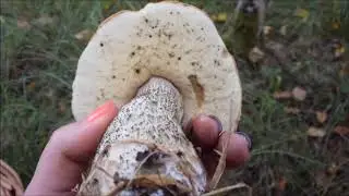 Грибная прогулка. Грибы есть но мало