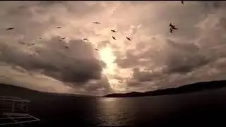 Sunset Lovers Troy Turkey