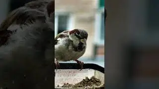Воробьи в кормушке - Завтрак   #sparrow