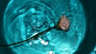 How to wash cold porcelain flowers