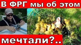 Из Германии в Россию/Прибавление в хозяйстве!