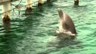 041515 Dolphin Animal Intelligence