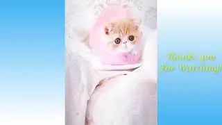 Funny and Cute Cat's Life 👯😺 Cats and Owners are the best friends Videos