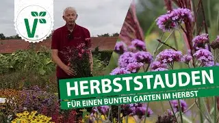Stauden für den Herbst