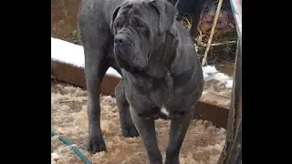 Neapolitan Mastiff Snowdogs July 2015 NSW
