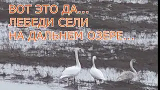 ВОТ ЭТО ДА , ЛЕБЕДИ СЕЛИ НА ДАЛЬНЕМ ОЗЕРЕ