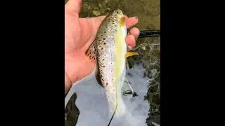 URBAN TROUT FISHING WITH NineSevenTungsten Plastics