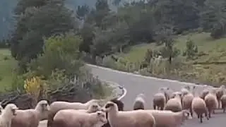 Баран напал на пастуха