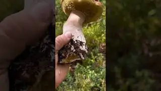 ТРУПЫ АТАКУЮТ ! ГРИБНИКУ НЕКУДА ДЕТЬСЯ !