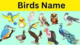 Birds Name | Birds Name in English | Basic English  learning #Birdsnames