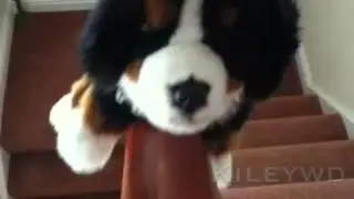 MEP part 9 - TheLovePuppy1011
