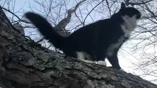 Mah cat is in a tree and now I’m concerned