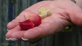 Плоды кофейного дерева