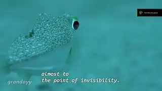 The Japanese Puffer Fish' Amazing Mating Ritual