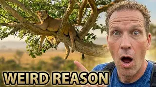 Tree Climbing Lions: The WEIRD Reason Why Lions Do It!