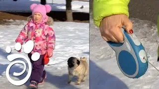 Используем Рулетки На Прогулке С Собаками.  Все О Домашних Животных.