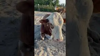 Бычок/животные/Корова #shots