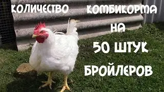 How much feed is needed for 50 broilers