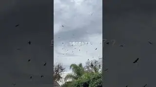 暴雨来临前的异象 乌鸦们怎么了
