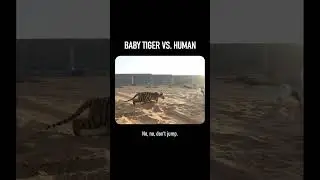 Baby Tiger VS. Human