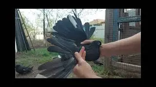 Николаевские голуби.Лишний голубь.89370733484