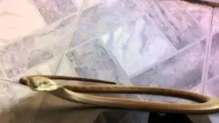 Fxguru snake bite