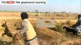 New race dogs in pakistan \ racing dog catch rabbit \ greyhound coursing hare