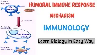 Mechanism of Humoral Immune Response|| Humoral Immunity|| Immunology #bsczoology#biology #study