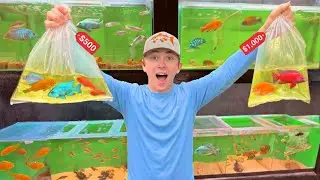 I BOUGHT EVERY FISH IN THE PET STORE! (EXPENSIVE)