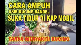Cara Mengusir Kucing Yang Suka Tidur di Kap Mobil