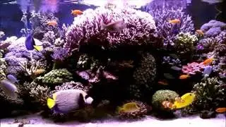 CORAL REEF AQUARIUM COLLECTION • 10 HOURS • BEST RELAX MUSIC • SLEEP MUSIC