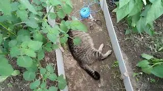 подвязываю перцы и уличные томаты