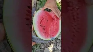 TARVUZ 🍉