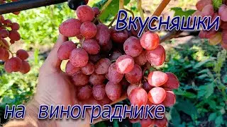 Мускатные сорта винограда