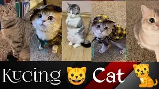 Pecinta Kucing 🐈 Cat Lovers