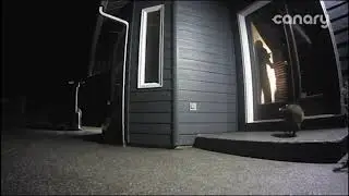 Raccoons at the backdoor