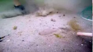 GoPro video of a flounder fish. Includes reverse edit made in Magix Movie Edit Pro