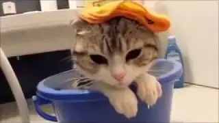 Смешные видео про животных