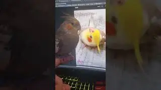 Как Чапмэн повторяет песни других попугаев 
