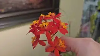 Цветуны Августа и немного про Эпидендрумы...Август 2023...😊💐