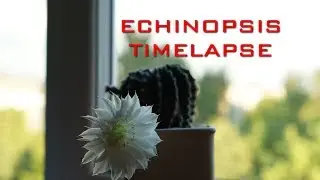 Echinopsis Timelapse
