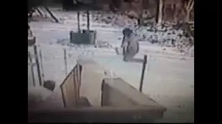 Кот - боец, прикол. cat was attacked