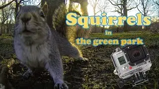 Squirrels in the green park ( Ardillas en Londres).