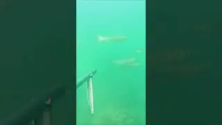 Рыбные войны.
