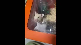 골든햄스터 과연 탈출 할 수 있을까?