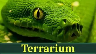 Зелёный питон, или древесный питон (лат. Morelia viridis)